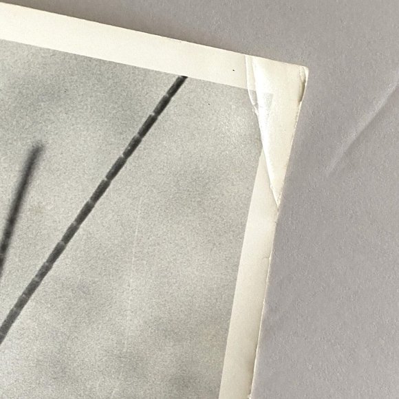 c1970 Original Grasshopper Black White Photograph Steven Willhite Glen Ellen IL - Picture 5 of 8